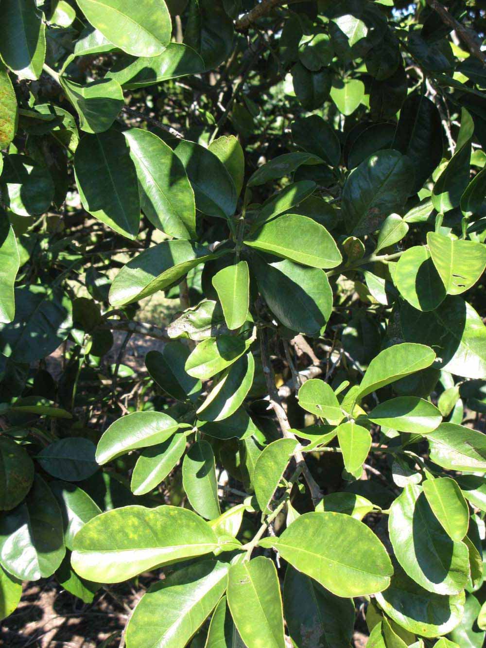              Sun leaves (Winter Haven, FL)       